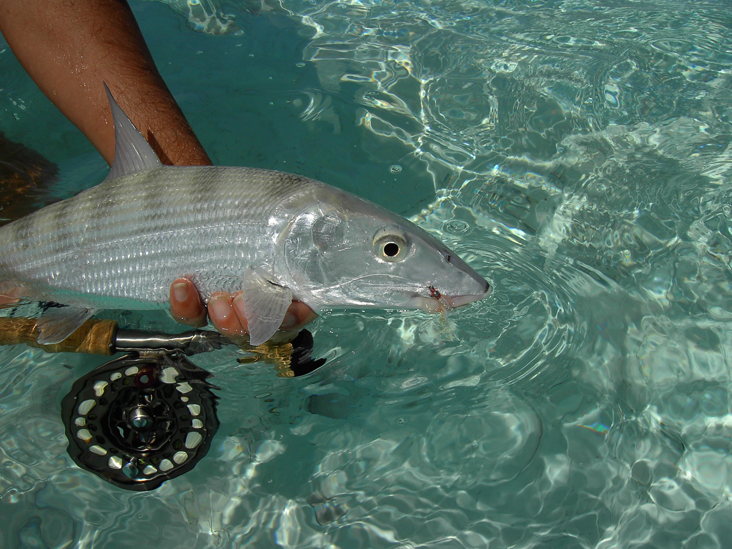 Fliegenfischen und Werfen auf den Flats